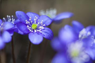 Anemone hepatica