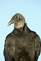 Black Vulture (Coragyps atratus)