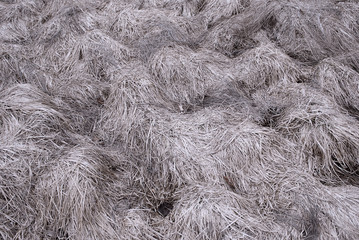 grass texture