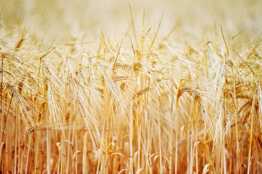 Harvest Wheat