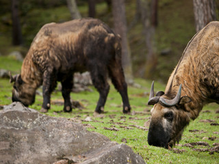 The takin is the national animal of Bhutan