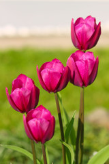 Tulpen