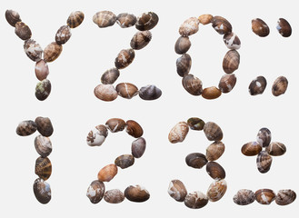 Obraz premium ABC[allittleneck_clam]_05