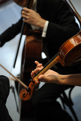 violino