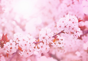 Spring blooming cherry flowers branch