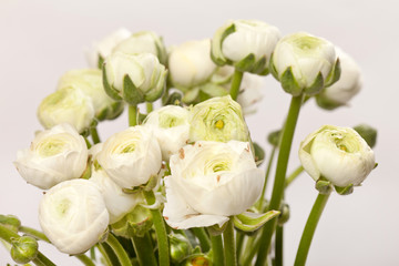 white Ranunculus