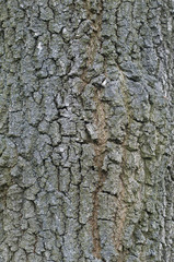 bark