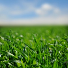 Grass