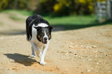 unleashed adult collie dog walking down a sandy lane