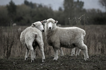 Obraz premium sheep grazing