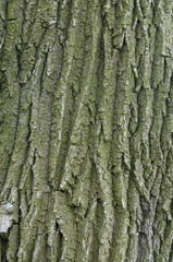bark