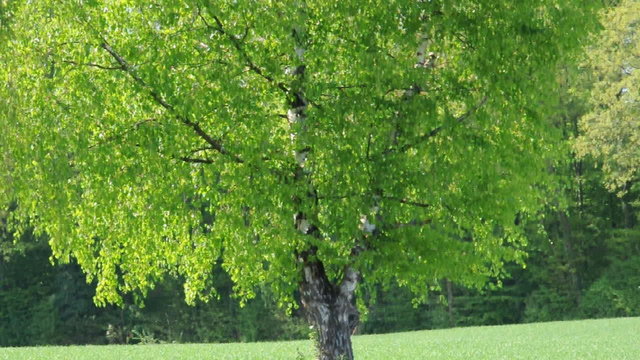 Fr&uuml;hlingsb&auml;ume