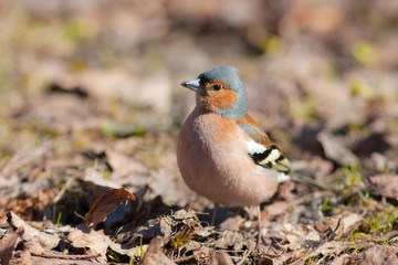 The chaffinch in the spring