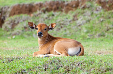 Calf on a solar meadow