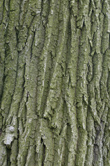 bark