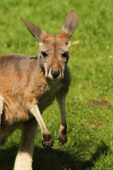 Naklejka na ściany i meble Baby kangaroo looking at you