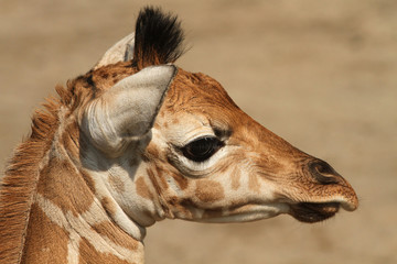 Portrait of a baby giraffe