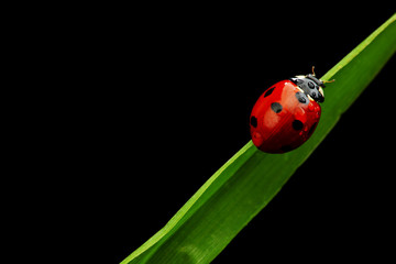 ladybug isolated on black