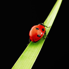ladybug isolated on black