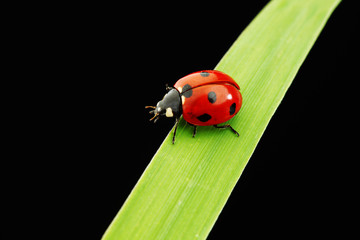 ladybug isolated on black