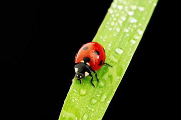 ladybug isolated on black