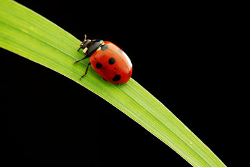 ladybug isolated on black