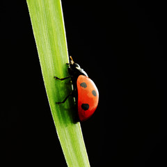 ladybug isolated on black