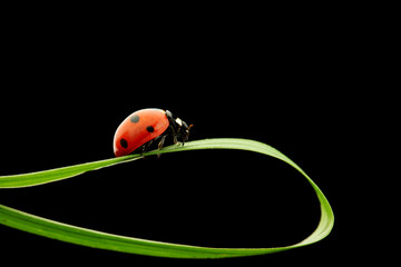 ladybug isolated on black