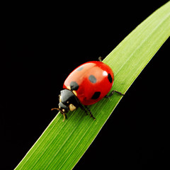 ladybug isolated on black