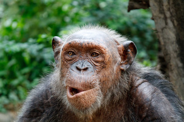 Chimpanzee face