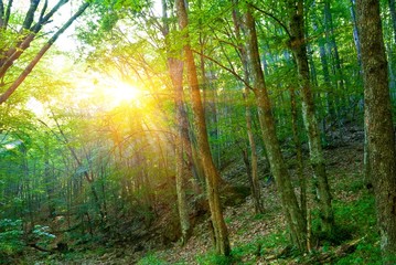 Fototapeta na wymiar early morning in a summer forest