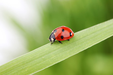 ladybug on grass