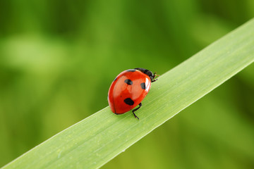 ladybug on grass