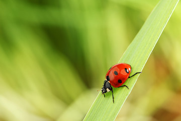 ladybug on grass