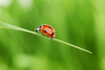 Obraz na płótnie Canvas ladybug on grass