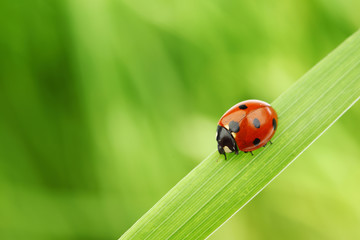 ladybug on grass