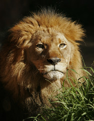 Portrait of Lion