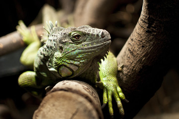 A green iguana lying on a branch
