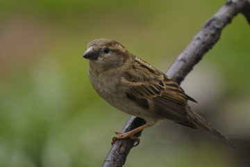 House Sparrow, Passer domesticus - female
