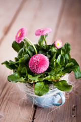 pot of Bellis perennis