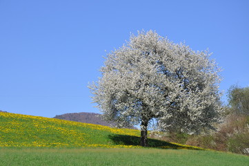 Fototapeta premium Baum im Frühling