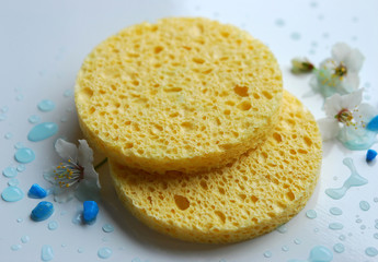 Schwämme