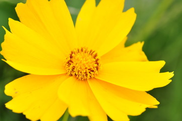 オオキンケイギク