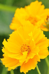 オオキンケイギク