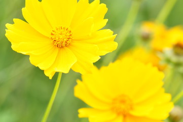 オオキンケイギク