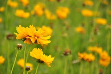 オオキンケイギク