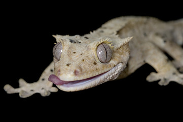 Rhacodactylus ciliatus