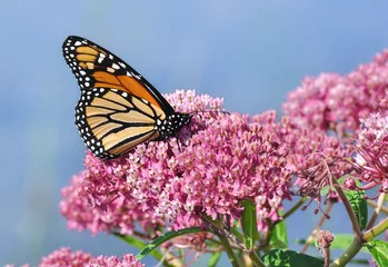 Crédence de cuisine en verre imprimé Papillon Monarch Butterfly on Swamp Milkweed Wildflower