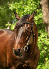 portrait of the bay horse