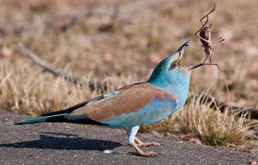 European Roller
